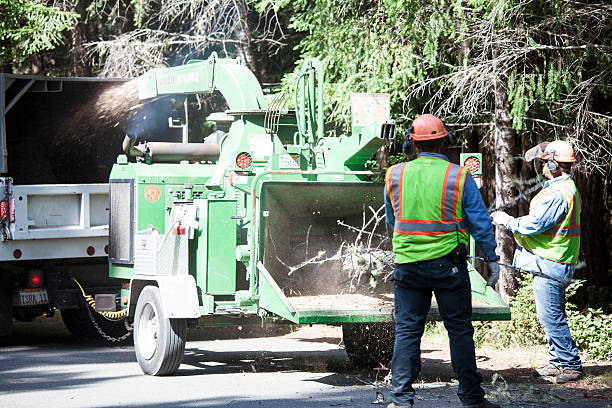 Best Utility Line Clearance  in Sunnyvale, TX